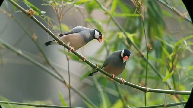 Java Sparrow Dance смотреть онлайн