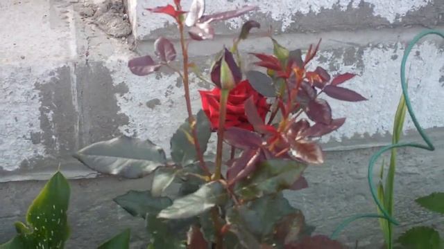 Чайно гибридная роза Чёрный принц,(Black Prince) смотреть онлайн