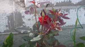 Чайно гибридная роза Чёрный принц,(Black Prince)