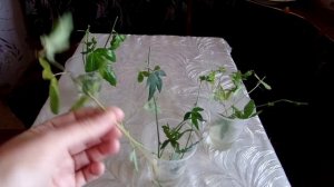 Пассифлора  укоренение черенков в воде. Часть 2-я