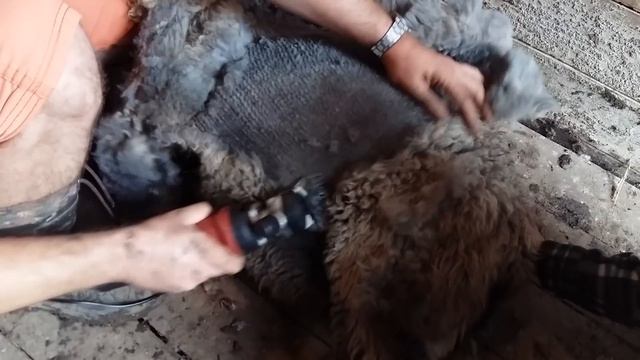 Стрижка овец машинкой Лакоста / Lacosta смотреть онлайн