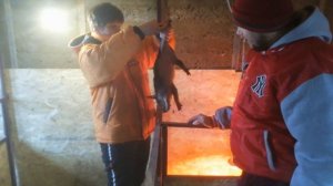 Как колоть железо поросятам