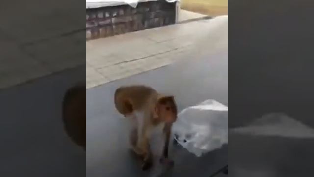 Обезьяна показывает жопу собаке(monkey shows dog ass) смотреть онлайн