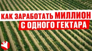Как заработать миллион с одного гектара? | Выращивание фундука как бизнес | КУЛЬТИВАТОР
