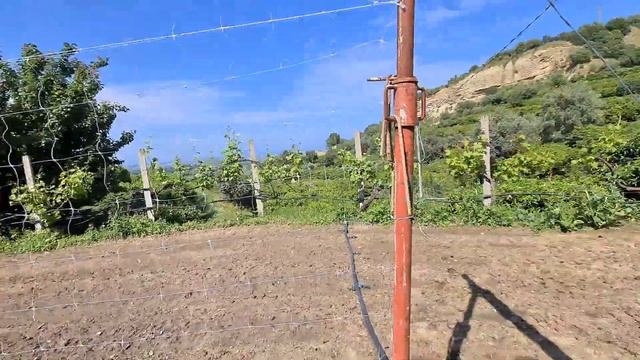 Весело с самого утра - Какие хитрые собаки - Снова понесло в китайский смотреть онлайн