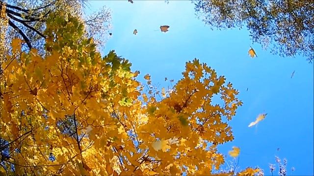 Волжский / Осень / Листопад смотреть онлайн