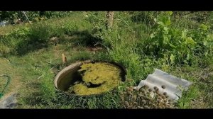 Июль Картофель сорт Вектор и сорт Уладар.