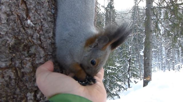 Говорящая белка :) Talking squirrel :) смотреть онлайн