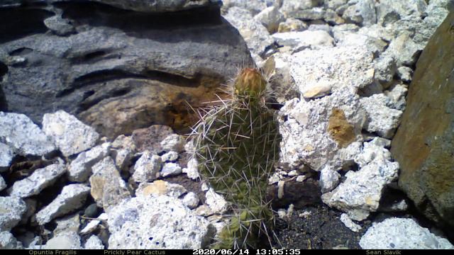 Prickly Pear Time Lapse смотреть онлайн