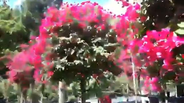 50 Gallon Standard Bougainvillea Barbara Karst смотреть онлайн
