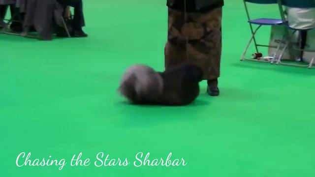 Pekingese Crufts 2016 Junior dog смотреть онлайн