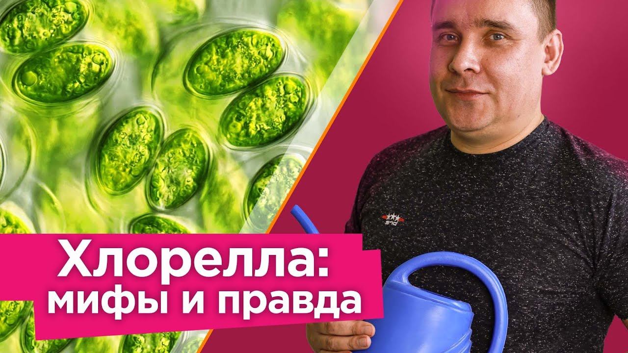 КАК ВЫРАСТИТЬ ЛЮБОЕ КОЛИЧЕСТВО ХЛОРЕЛЛЫ ДОМА И ЗАЧЕМ ЭТО НУЖНО? Вся правда о пользе хлореллы смотреть онлайн