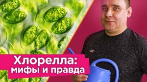КАК ВЫРАСТИТЬ ЛЮБОЕ КОЛИЧЕСТВО ХЛОРЕЛЛЫ ДОМА И ЗАЧЕМ ЭТО НУЖНО? Вся правда о пользе хлореллы