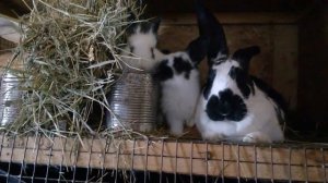 Какие породы кроликов мы разводим.