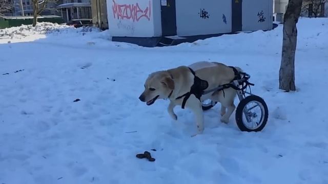 Лабрадор Лета в инвалидной коляске Animal Mobile смотреть онлайн