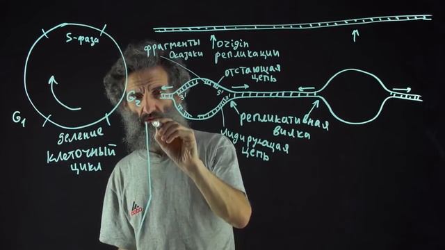 Лекция 55. Репликация ДНК смотреть онлайн