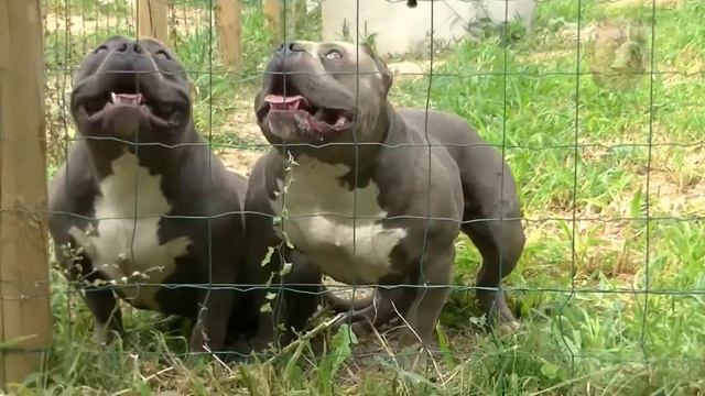 Американский булли, dogs, American bully смотреть онлайн