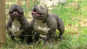 Американский булли, dogs, American bully