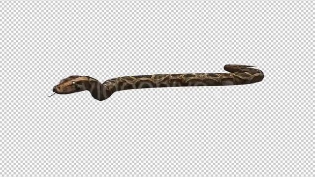 Python 3 | Motion Graphics - Envato elements смотреть онлайн