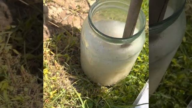 Подкормка клубники для активного роста и цветения. Эта подкормка реально работает! смотреть онлайн