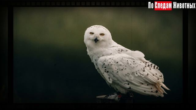 Совиный обзор или обзор на сов смотреть онлайн