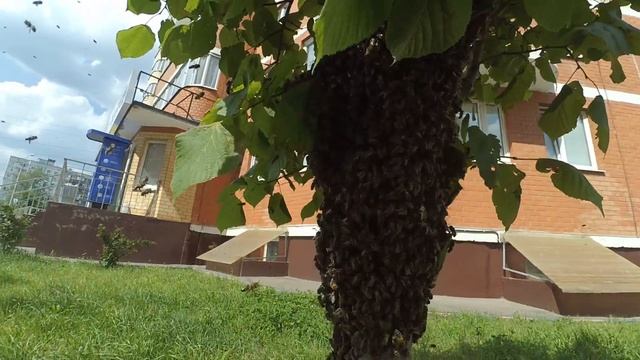 Пчелиный рой на дереве смотреть онлайн