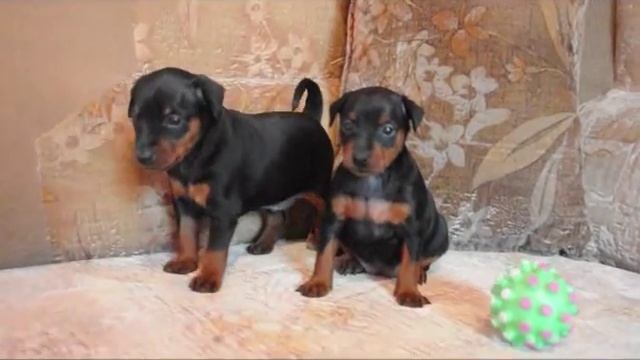 Цвергпинчер (миниатюрный пинчер) щенки, 30 дней смотреть онлайн