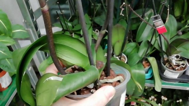 Большая уценка орхидей в Бауцентре г. Омск (левый берег). Леди Мармелад, онцидиумы, башмачок. смотреть онлайн