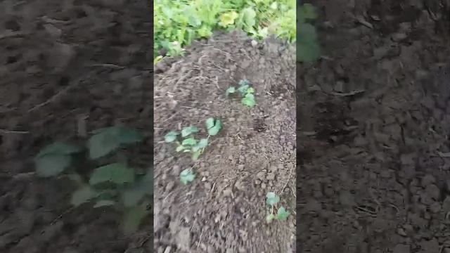 #клубника#Красная Шапочка и#земляника#Ксюша. 2 июля 2023#посадка#клубники# смотреть онлайн