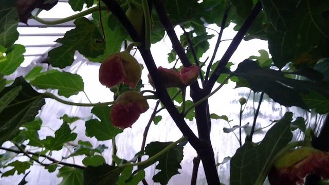 Инжир в Подмосковье на 2019 10 27