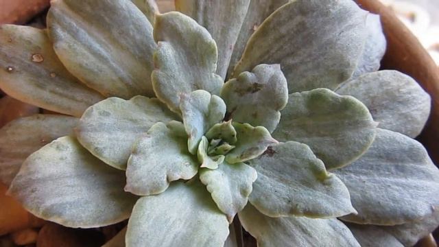 #Suculentadodia! | Echeveria Ripling Waters Variegata смотреть онлайн