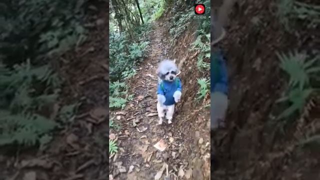 собаки разные виды смотреть онлайн