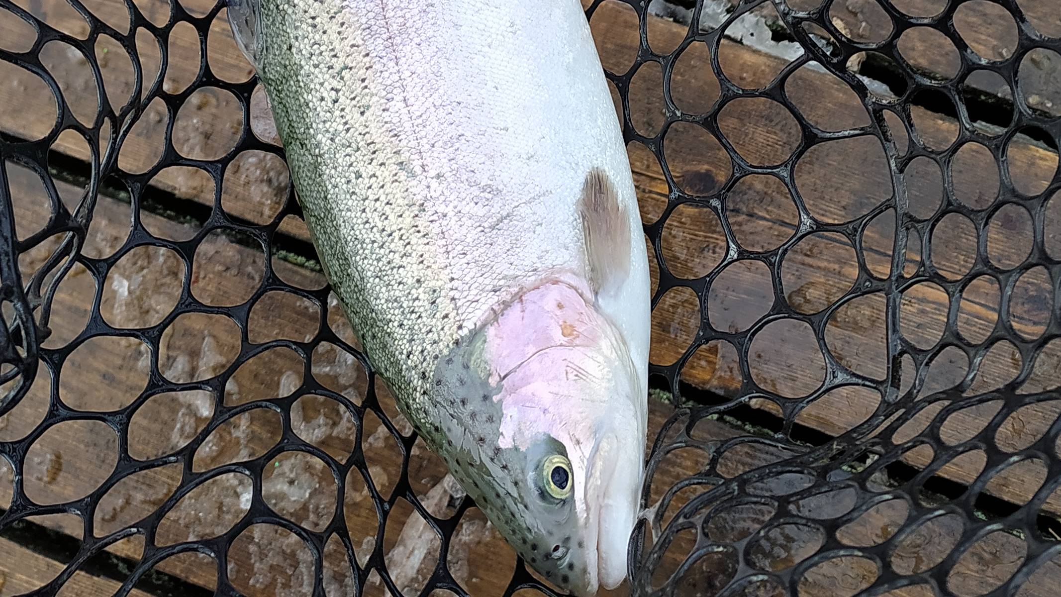 FISHERIX. ОТКРЫТИЕ ОСЕННЕГО ФОРЕЛЕВОГО СЕЗОНА 2023