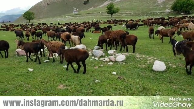 Гиссарские овцы и саги дахмарда Хасана из района Абдурахмони Джоми в местечке Лаби Джар смотреть онлайн