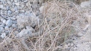 Гробовая змея, Левантская гадюка или Гюрза! Самая опасная змея на планете. Это интересно знать.