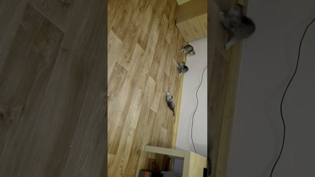 Мои шотландские котята смотреть онлайн
