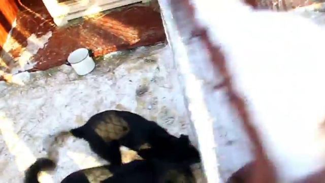 Обитатели приюта для бездомных животных «Ника» смотреть онлайн