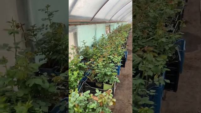 ЗКС- розы набирают бутоны🌹 смотреть онлайн