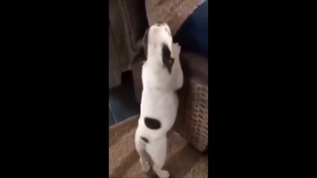 Анти Стресс юмор ржака подборки приколы видеоприколы 37 смотреть онлайн