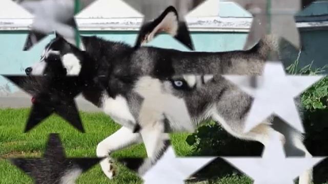 Щенки хаски в питомнике "Kattyval", ссылка на сайт в описании ниже. смотреть онлайн