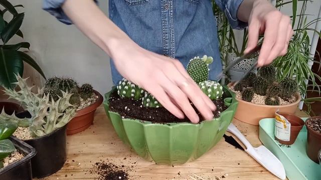Мини-садик из кактусов своими руками / кактусарий