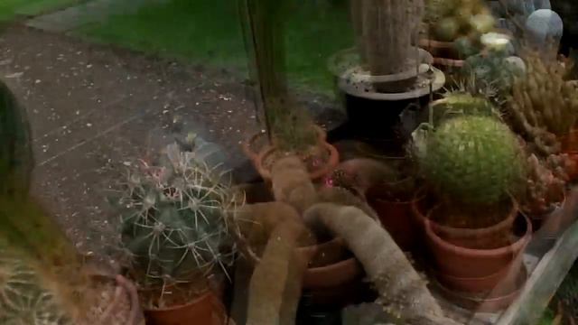 My Gymnocalycium Pflanzii Cactus Plant In Flower