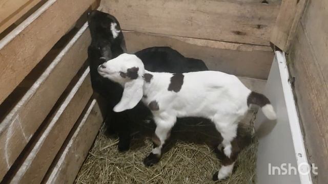 Козлята Шами перебрались в сарай.Продаётся чёрный козленок Шами 50% смотреть онлайн