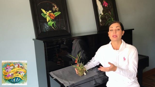 Ceratostylis rubra, основной уход. смотреть онлайн