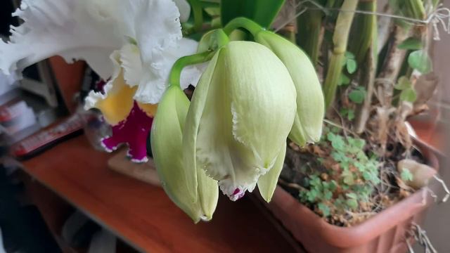 Una hermosa orquidea Laeliocattleya смотреть онлайн