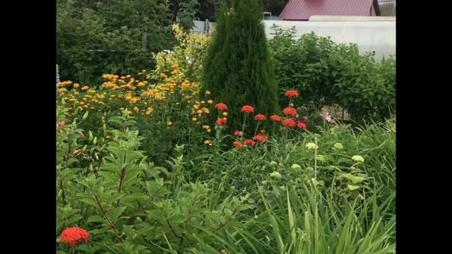 Самшиты и хвойные в нашем саду смотреть онлайн