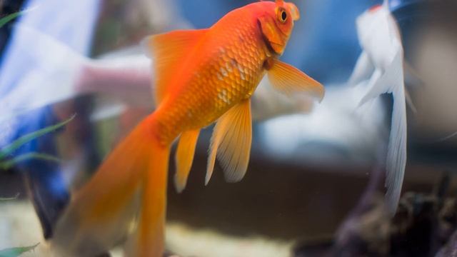 Морские животные для детей - Обитатели морей и океанов, развивающее видео для малышей смотреть онлайн