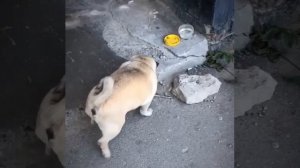 Беспомощного мопса выбросили у подъезда в Волгограде