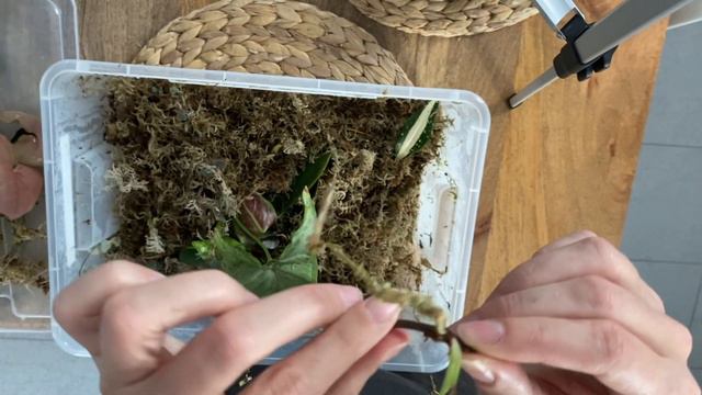 Plant Tour 2021 #4 | Roślinne przedszkole | Ukorzeniam ogryzki, bulwy, pędówki | KOLEKCJA ROŚLIN🌱 смотреть онлайн