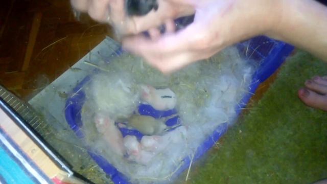 КРОЛЬЧАТА МЕДЛЕННО НО РАСТУТ / THE BABIES RABBITS ARE GROWING